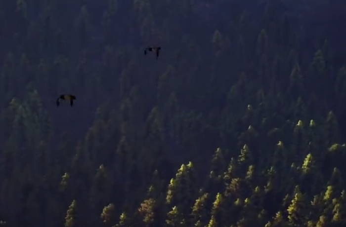 猎人之路可以钓鱼吗1