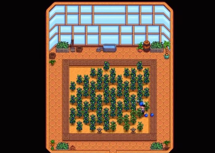 星露谷物语夏天种什么1