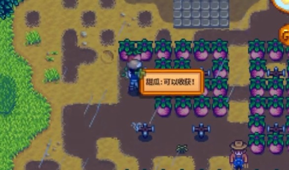 星露谷物语夏季种子有哪些特性1