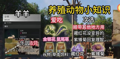 七日世界动物养什么好1