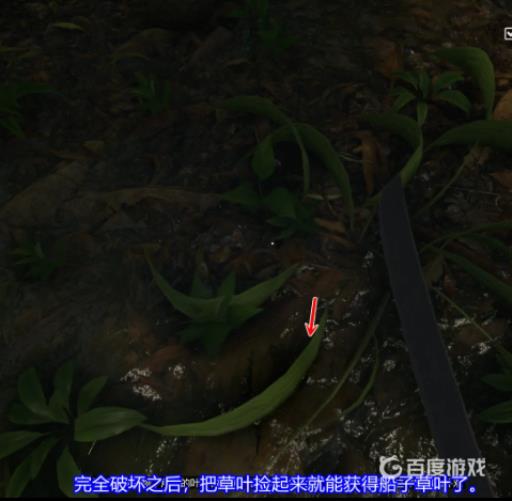 丛林地狱船子草叶在哪里?4