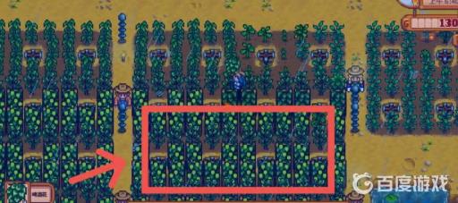 星露谷物语啤酒花怎么酿酒?3