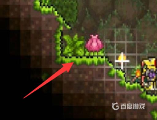 泰拉瑞亚第一次打世纪之花失败会怎么样?3