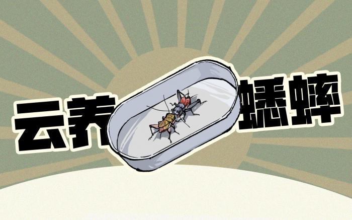 《沉默的蟋蟀》享赛博人生斗电子蛐蛐1